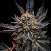 π Zookies Seeds (100% off)